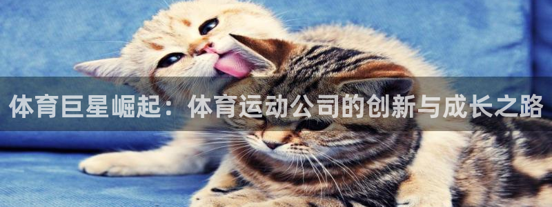 必一运动：体育巨星崛起：体育运动公司的创新与成长之路